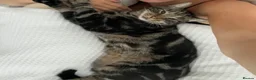 Mixed Breed cats for sale: Moggy cat / Male - Advert 4
