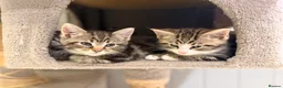 Maine Coon cats for sale: Gorgeous Maine Coon Kittens Ready Soon 🐾 - Advert 12