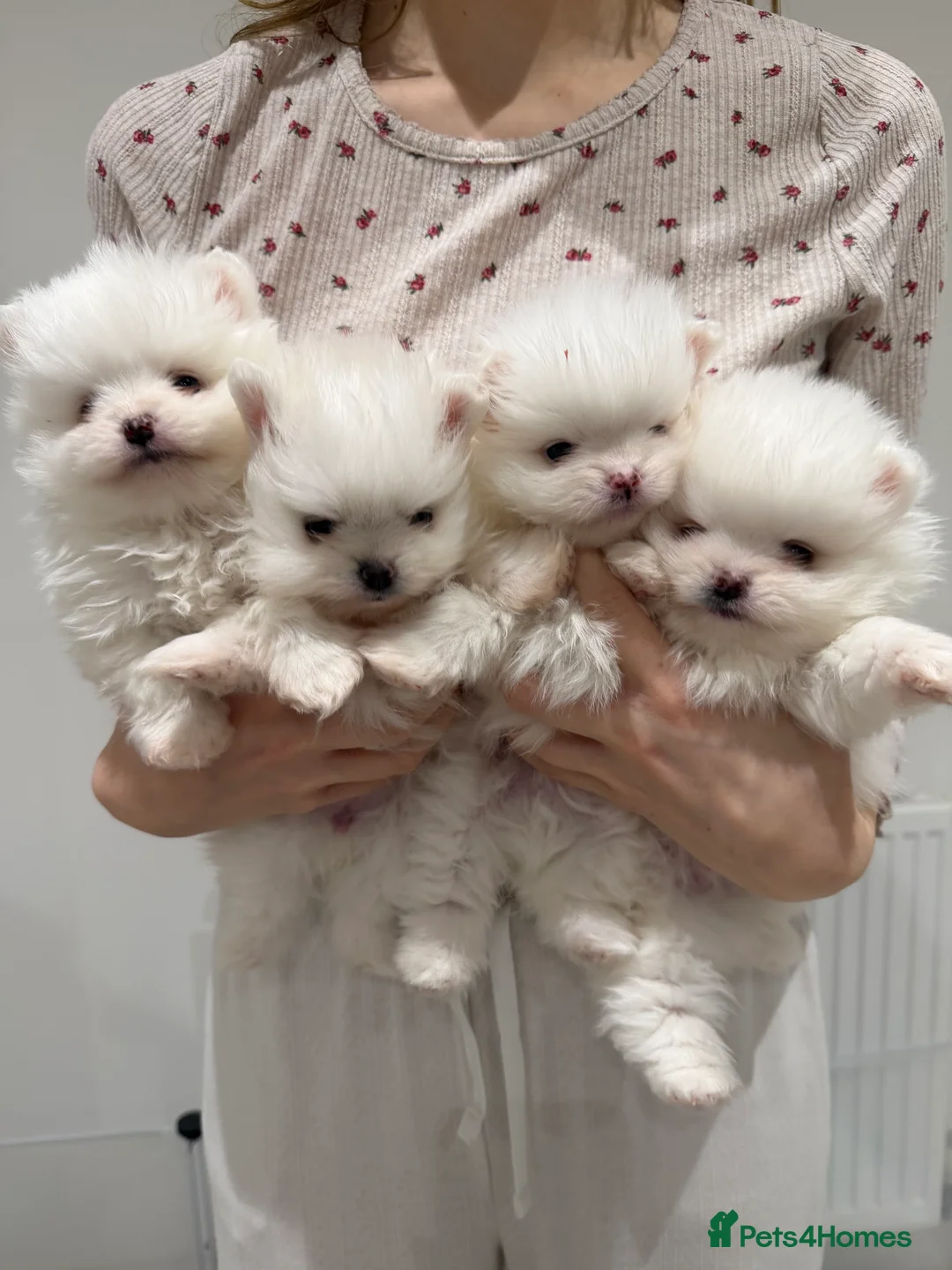 Pomeranian dogs for sale: 1 white pure bred pomerainian puppy left! - Advert 9