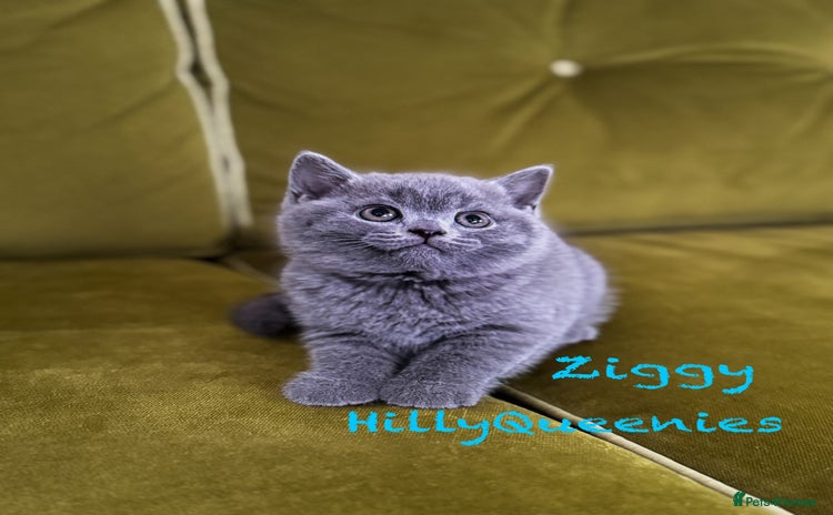 British Shorthair cats - Advert 3