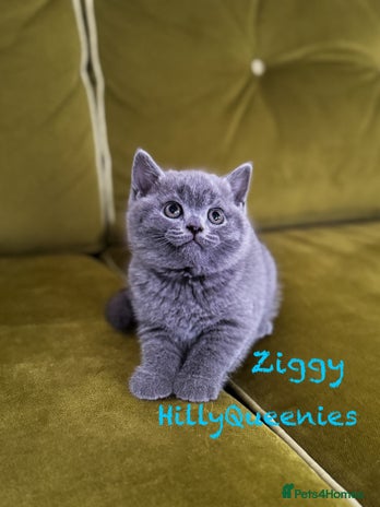 British Shorthair cats - Advert 14