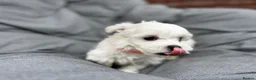 Maltese dogs for sale: >>PUREBRED BEAUTIFULLY MALTESE PUPPIES<< - Advert 8