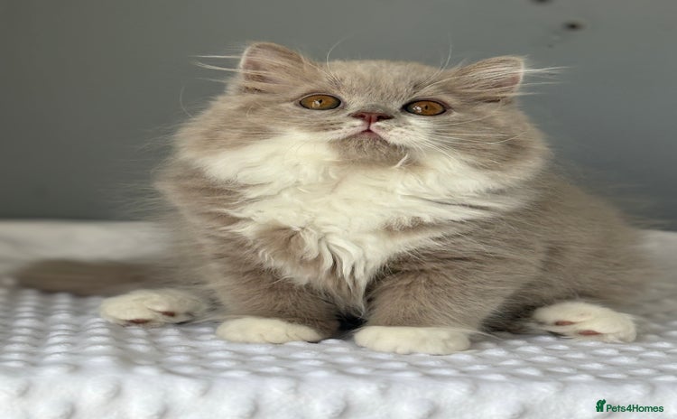 British Longhair cats - Advert 2