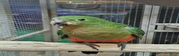 Parrots birds for sale: Stunning Parakeets/PARROTS/Macaws - Advert 5