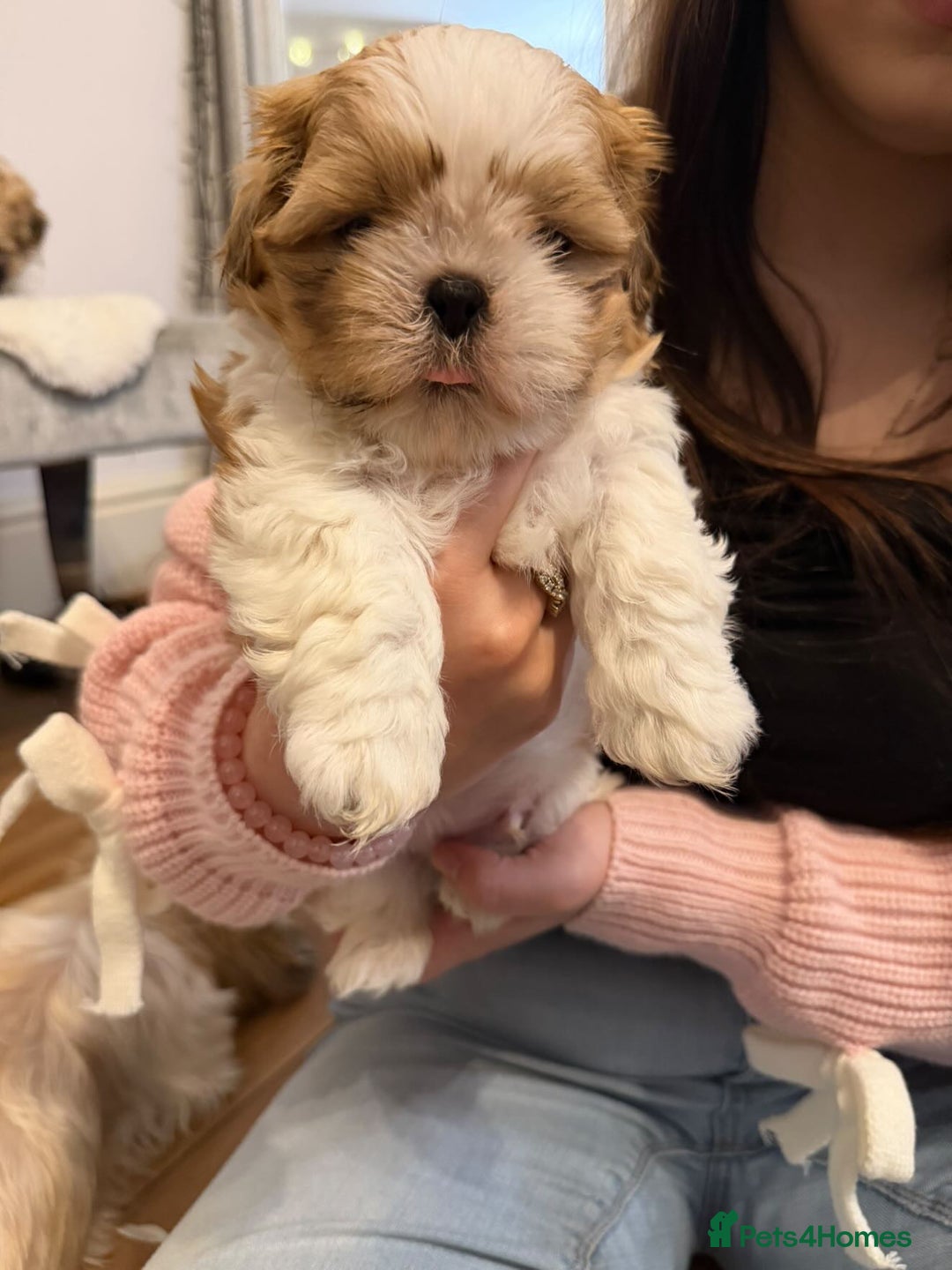 Shih Tzu dogs for sale: Shih Tzu - Advert 4