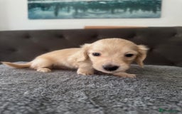 Miniature Dachshund dogs for sale: 2 male long-haired cream miniature dachshunds🩵 - Image 12