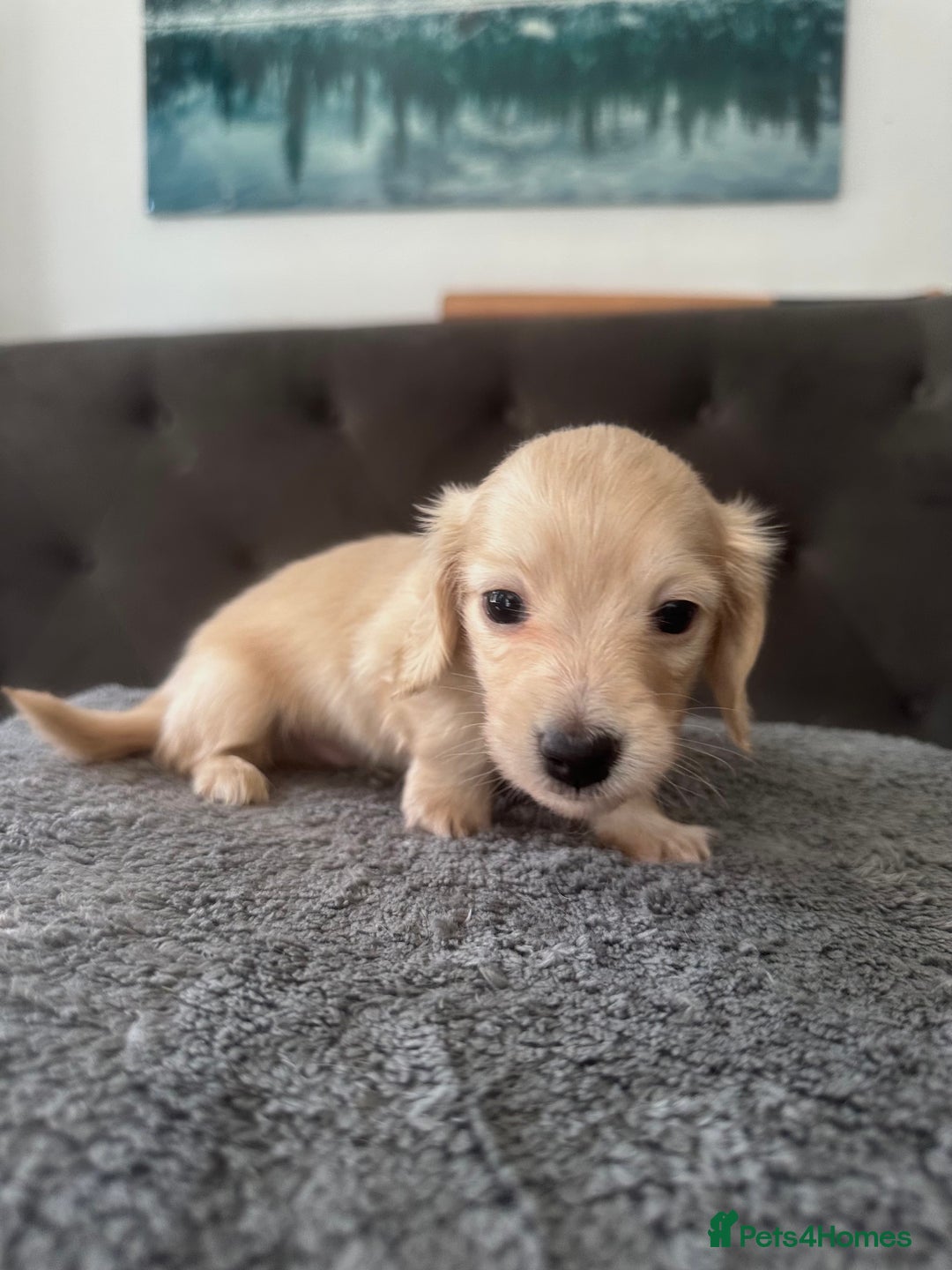 Miniature Dachshund dogs for sale: 2 male long-haired cream miniature dachshunds🩵 - Image 12