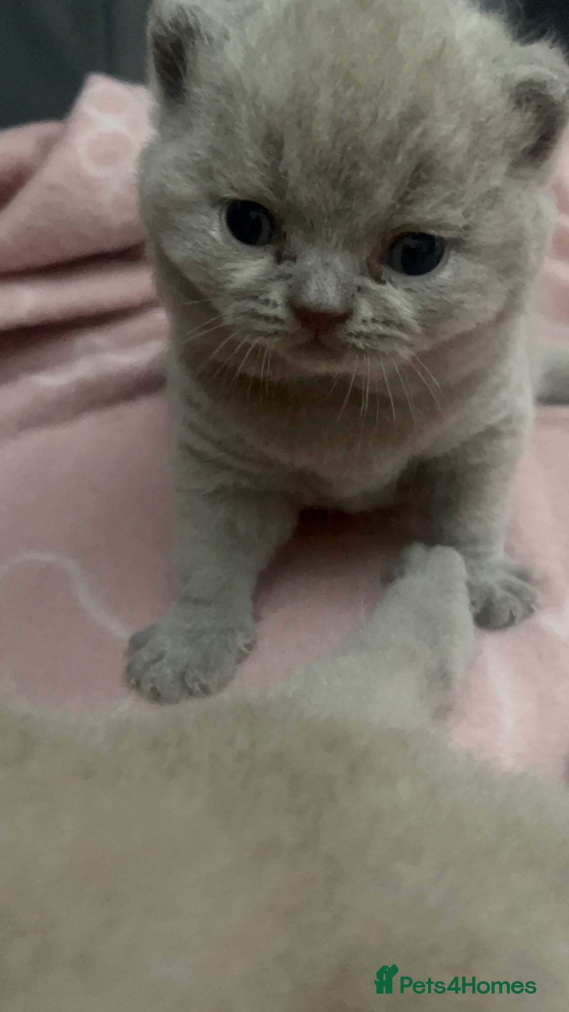 British Shorthair cats 3 BRITISH SHORTHAIR KITTENS FOR SALE - Advert 2