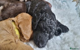Labradoodle dogs for sale: Beautiful, Well Bred F1b Labradoodle Puppies - Image 18