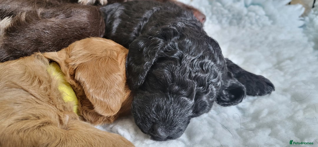 Labradoodle dogs for sale: Beautiful, Well Bred F1b Labradoodle Puppies - Image 18