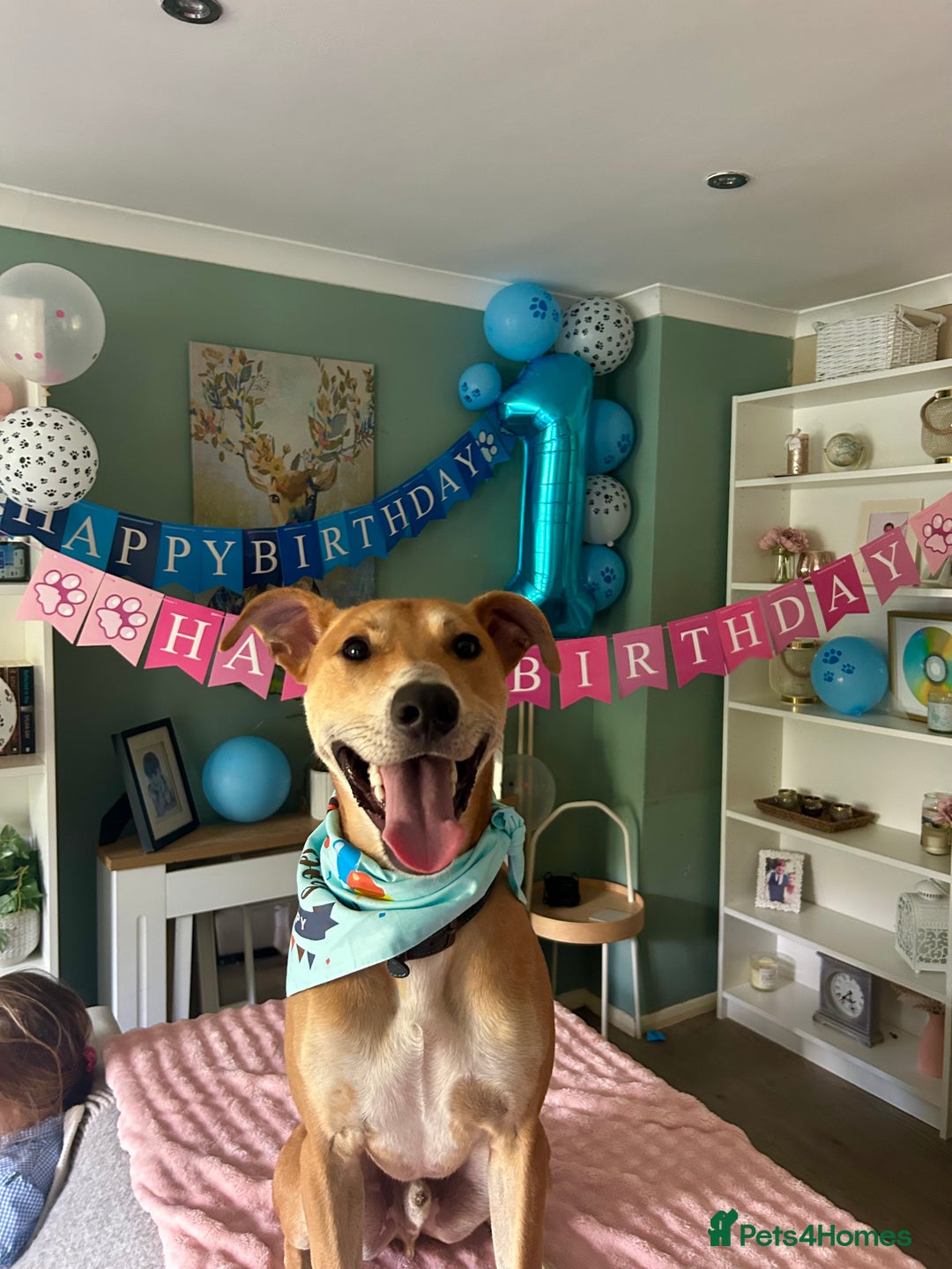 Lurcher dogs for sale: Reggie💙  - Image 6