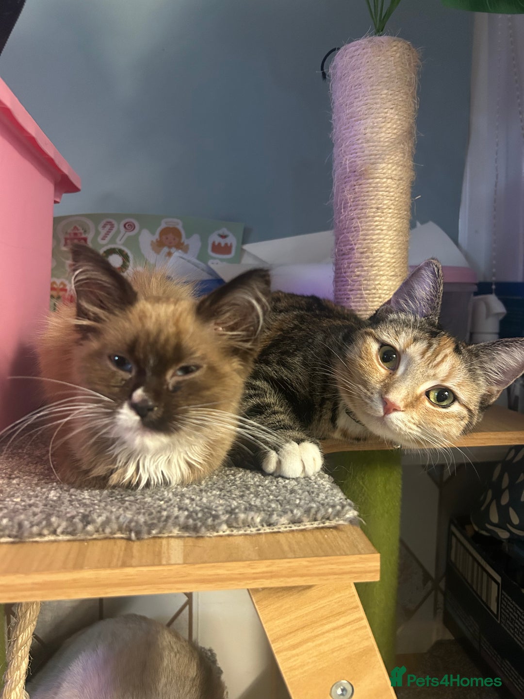 Ragdoll cats for sale: Cats for rehoming  - Advert 5