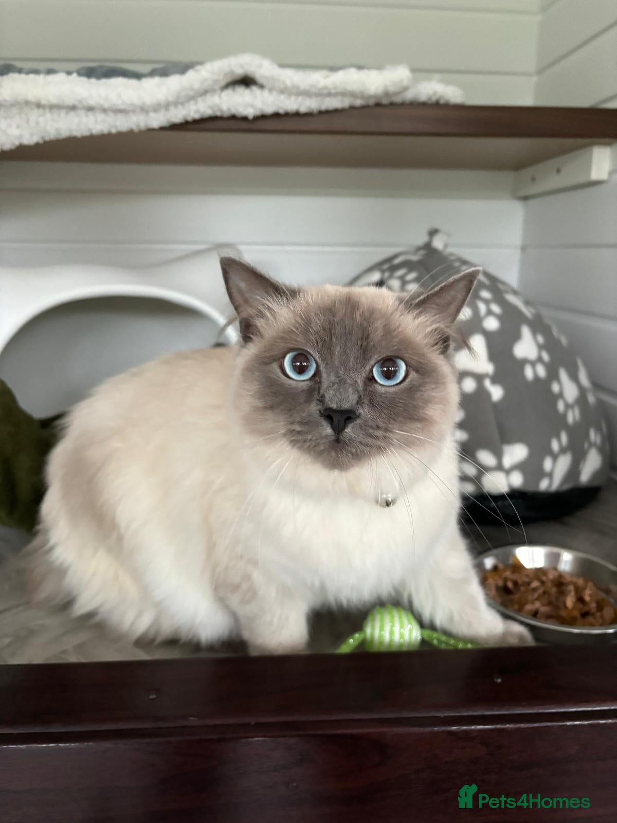 Ragdoll cats Rocket the Ragdoll - Advert 1