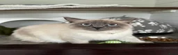 Ragdoll cats for sale: Rocket the Ragdoll in Southport - Advert 1