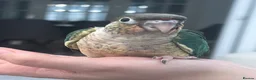Conures birds for sale: Ready Now: Hand-Reared Baby Conures - Advert 25