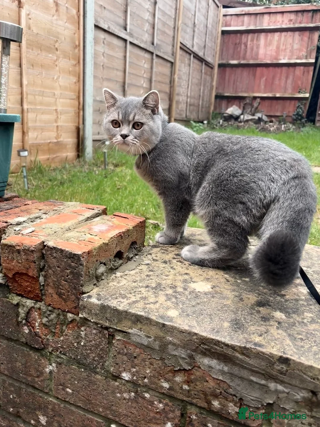 British Shorthair cats for sale: 1-Year-Old Male Cat Looking for a Loving Home  - Advert 4