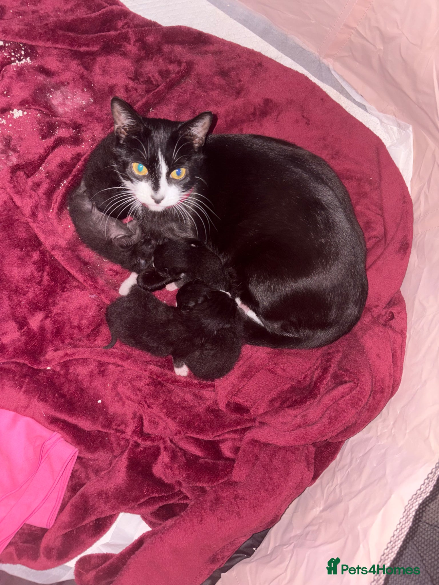 Domestic Shorthair cats Kittens  - Advert 11