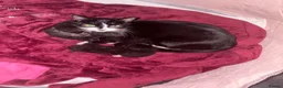 Domestic Shorthair cats for sale: Kittens  in Portsmouth - Advert 1