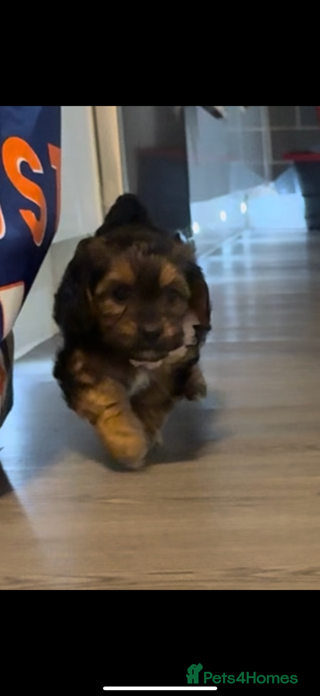 Mixed Breed dogs for sale: Shihtzu cross cocapoo (shihpoo) puppies  - Advert 17