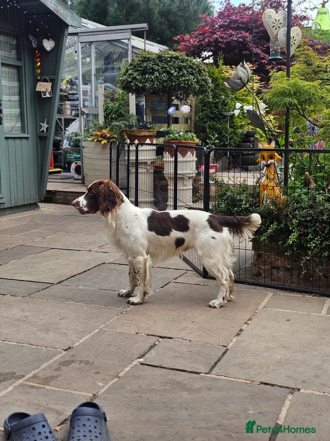 English Springer Spaniel dogs for stud: English Springer Spaniel Stud in Derby - Advert 4