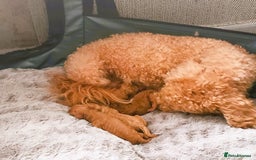 Toy Poodle dogs for sale: Astonishing TOY POODLES!!! - Image 5