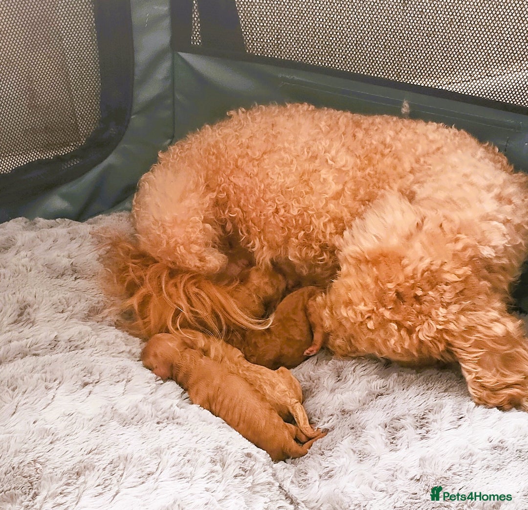 Toy Poodle dogs for sale: Astonishing TOY POODLES!!! - Image 5