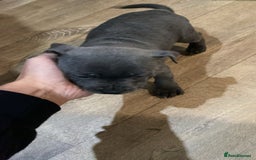 Staffordshire Bull Terrier dogs for sale: 3 boy blue staffs - Image 8