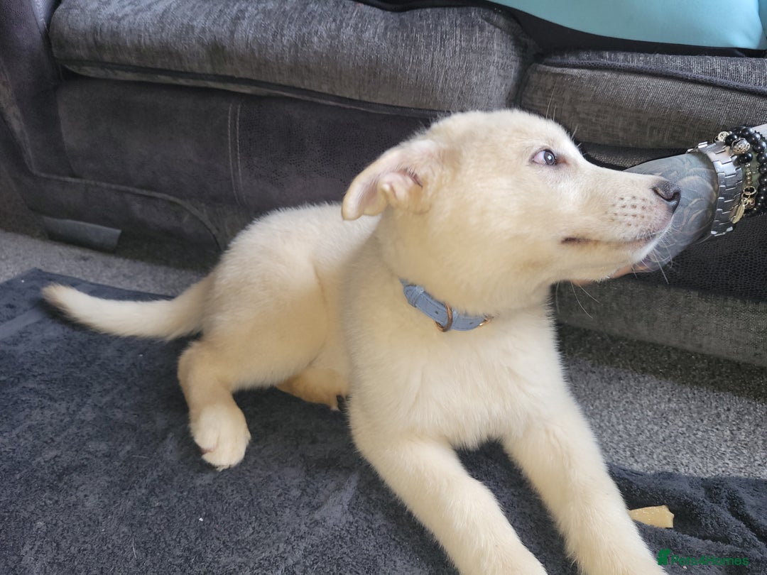 Shepsky dogs for sale: 5 adorable shepskys  - Image 6