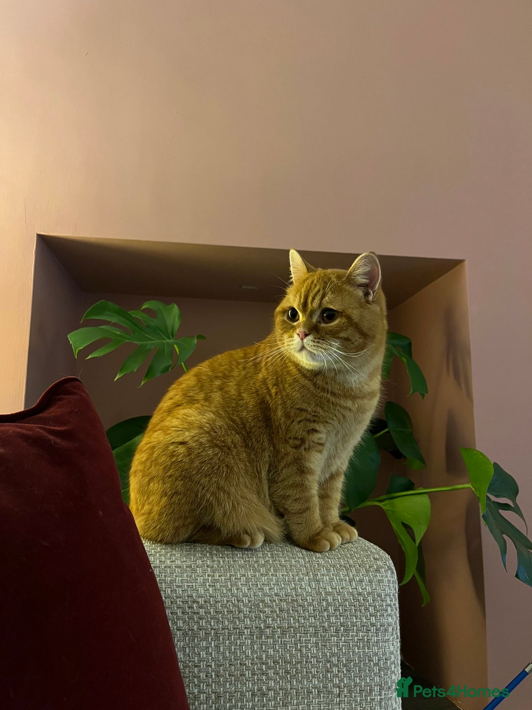 British Shorthair cats for sale: Ginger British Short Hair in Need of a Loving Home - Image 11