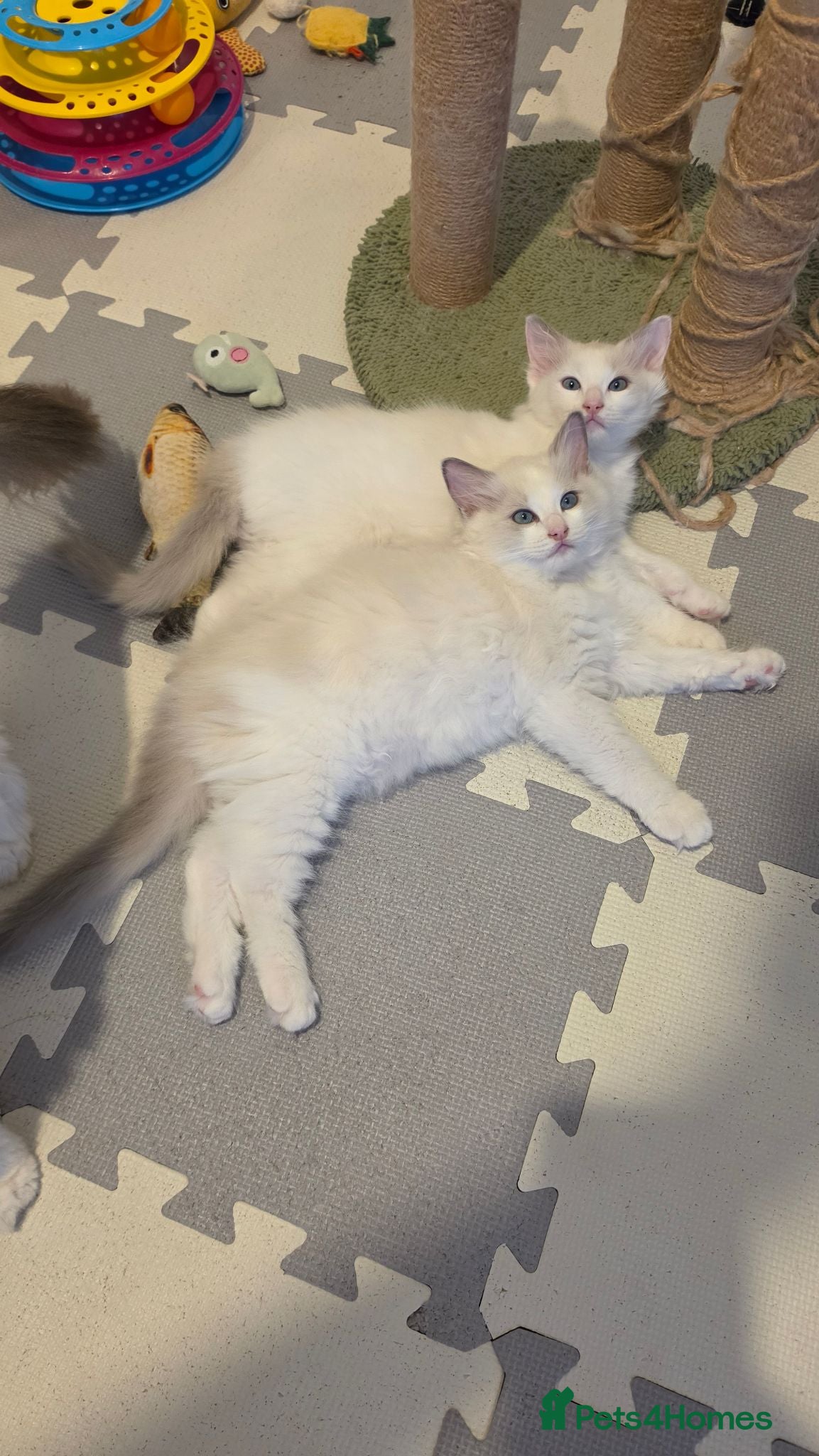 Ragdoll cats 2 Beautiful Blue Bi-Colour Ragdoll Kittens 🐾 - Advert 1