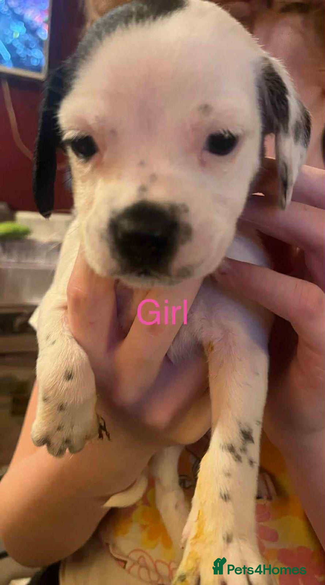 Mixed Breed dogs for sale: Adorable puppys - Advert 6