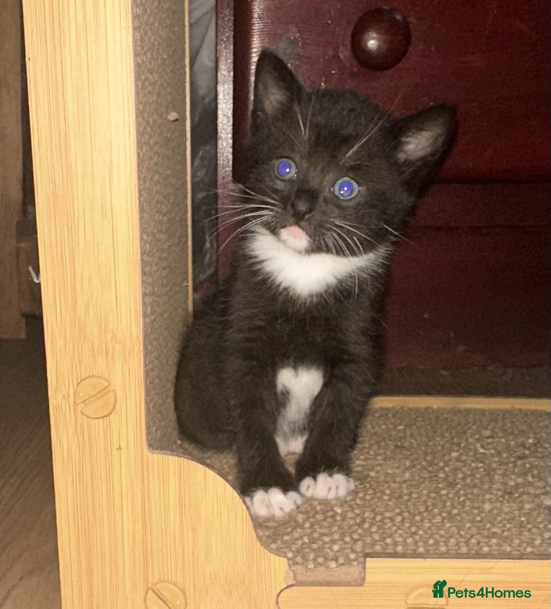 British Shorthair cats for sale: Adorable Black and White Kittens (mixed breed) - Image 14