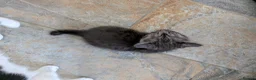 Mixed Breed cats for sale: 3 male kittens for sale - Advert 7