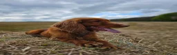 Cocker Spaniel dogs for sale: Health tested working cocker spaniels  in Durham - Advert 4