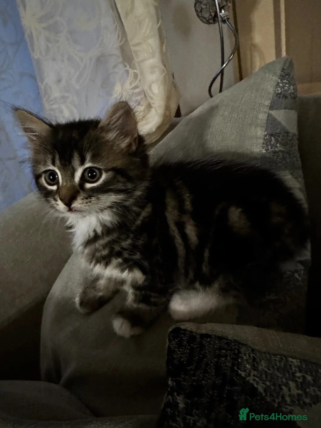 Mixed Breed cats for sale: Kittens in Airdrie - Advert 2