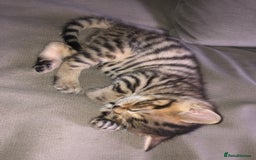 Bombay cats for sale: 3 little boy kittens - Image 4