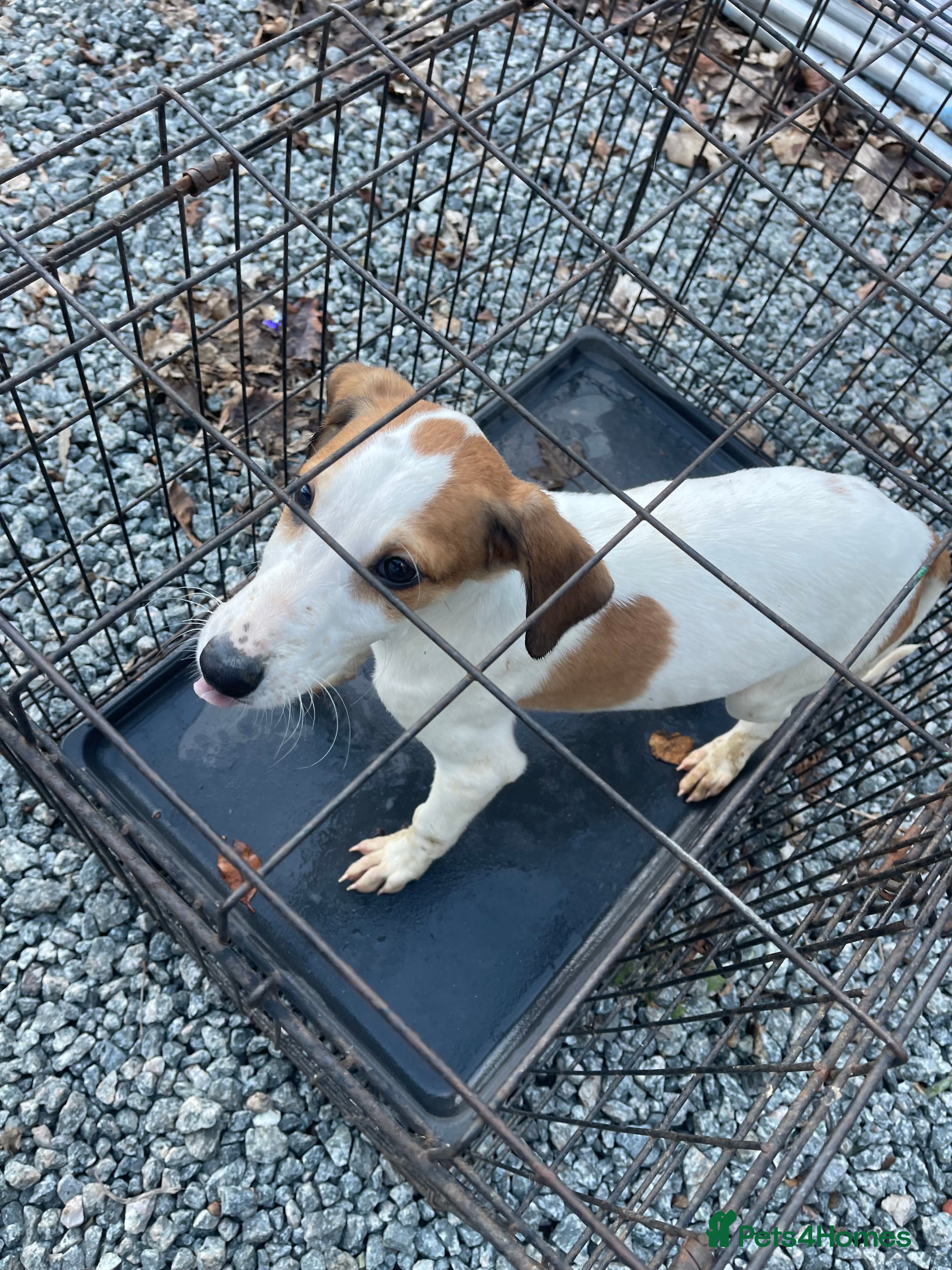 Mixed Breed dogs Pure saluki-greyhound puppies  - Advert 2