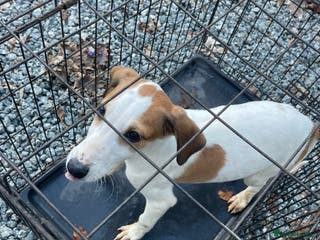 Mixed Breed dogs Pure saluki-greyhound puppies - Advert 2