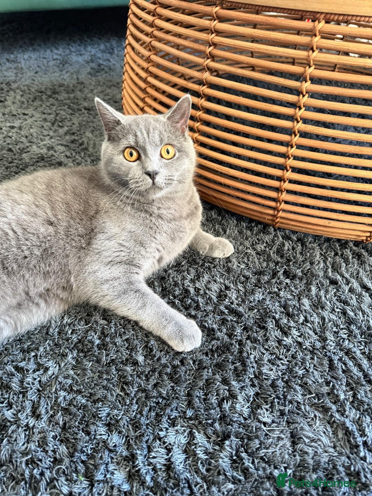 British Shorthair cats Female British short-haired. - Advert 2