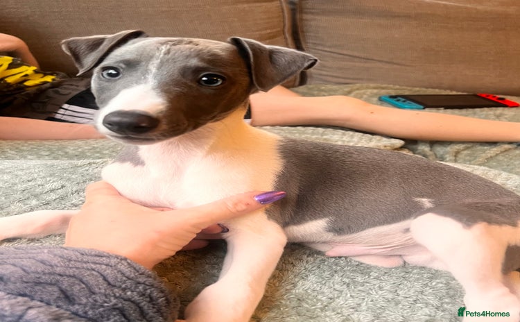 Whippet dogs - Advert 4
