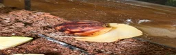 Snails invertebrates for sale: Giant African land snails for sale  - Advert 11