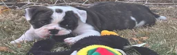 Olde English Bulldogge dogs for sale: 🐾2 Olde English bulldog puppies left 🐾 - Advert 32