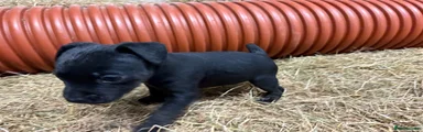 Patterdale Terrier 1