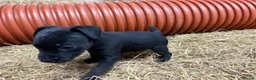 Patterdale Terrier dogs for sale: Patterdale cross Lakeland  - Advert 4
