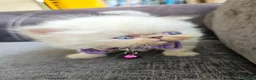 Persian cats for sale: Stunning Top Quality Persian Kittens  - Advert 19