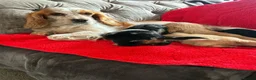 Cocker Spaniel dogs for sale: Beautiful litter of F1 cocker spaniels - Advert 5