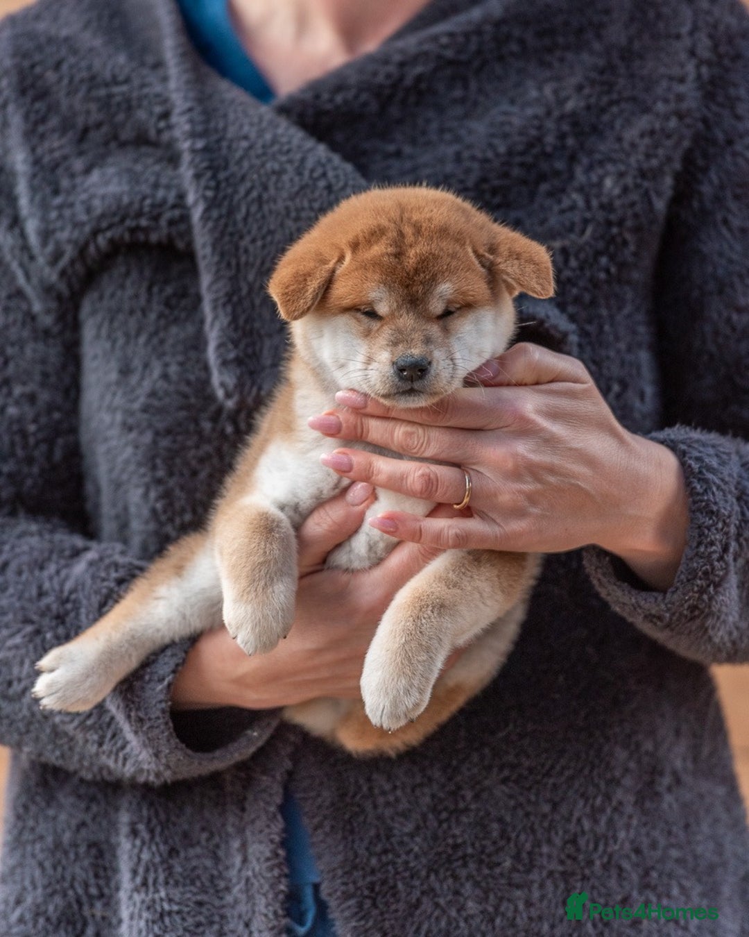 Japanese Shiba Inu dogs for sale: 🐾🏵Original Japanese Shiba inu puppies 🏵🐾 - Advert 8