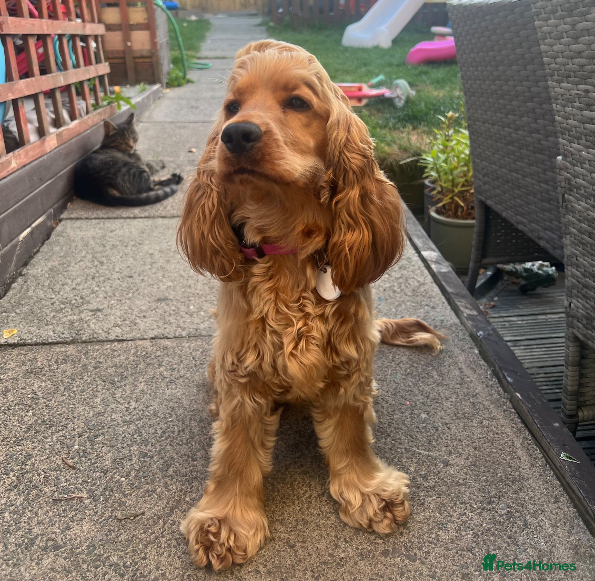 Cocker Spaniel dogs Pedigree KC Registered Show Cocker Spaniel- Lilah - Advert 2