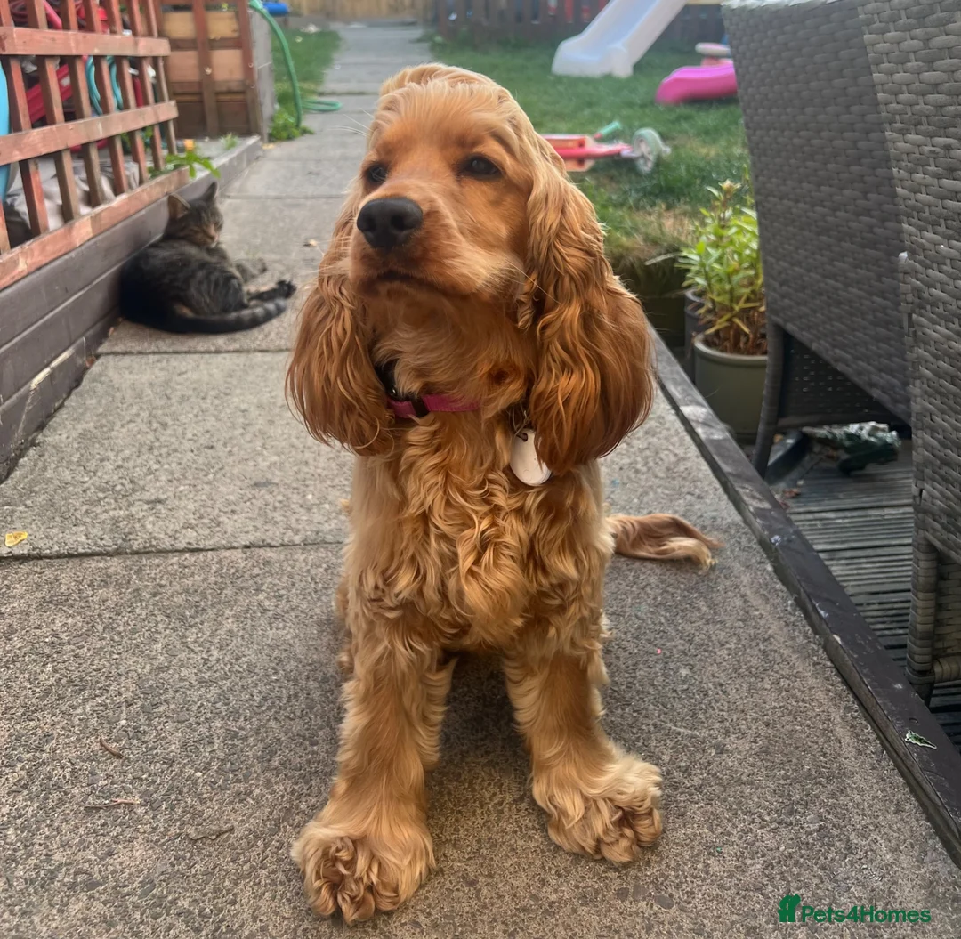 Cocker Spaniel dogs for sale: Pedigree KC Registered Show Cocker Spaniel- Lilah - Advert 1