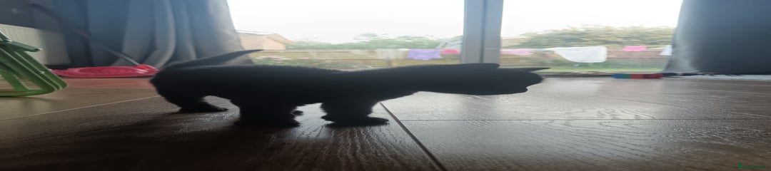 Mixed Breed Kitten 3